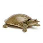 Softshell Turtles