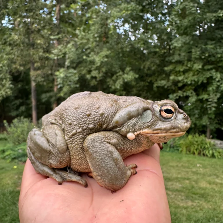 colorado-river-toad-for-sale