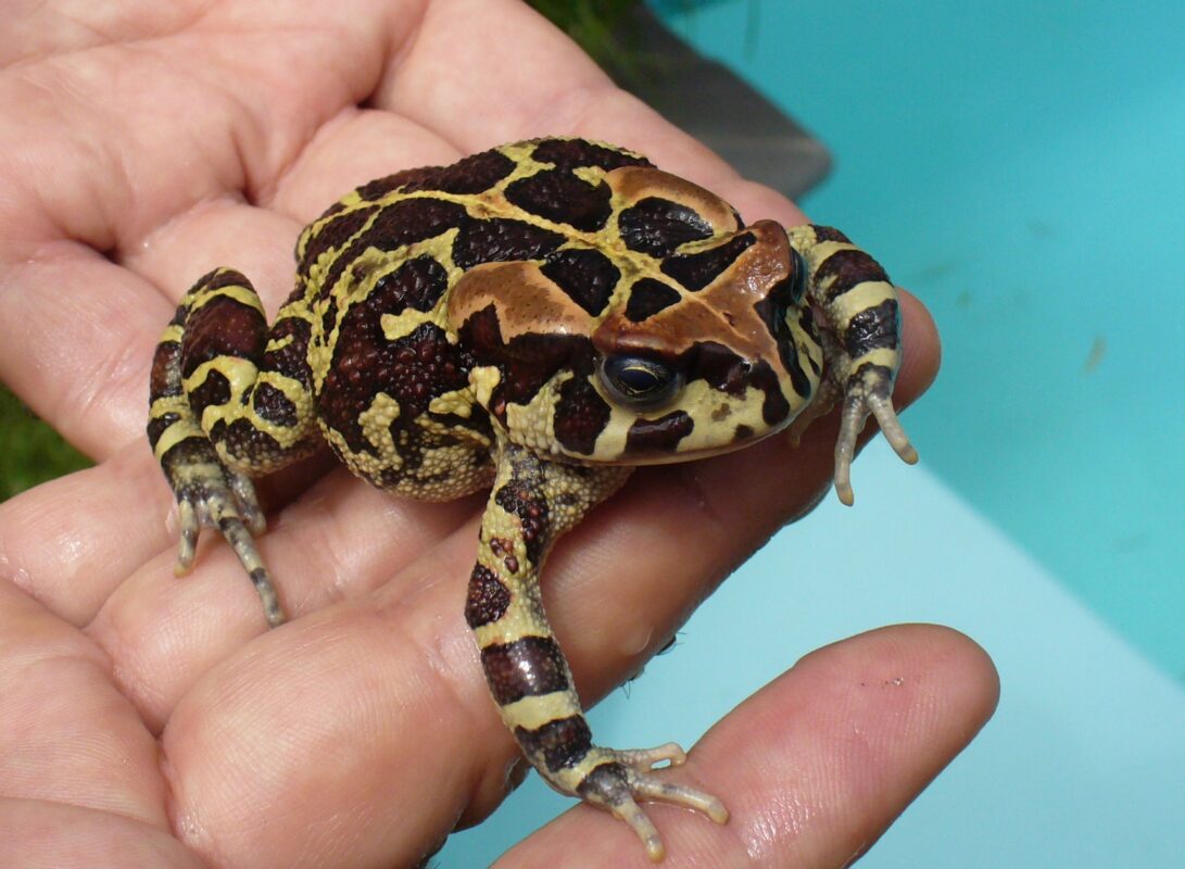 panther-toad-for-sale